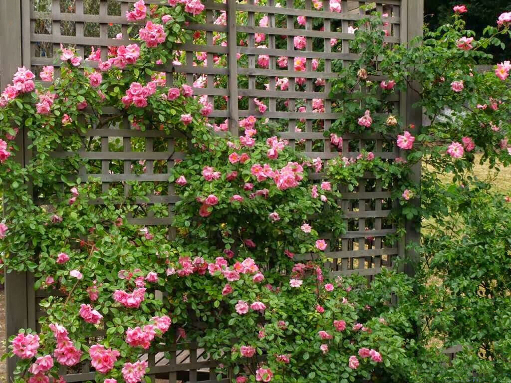green fence hoa flower cay tam xuan