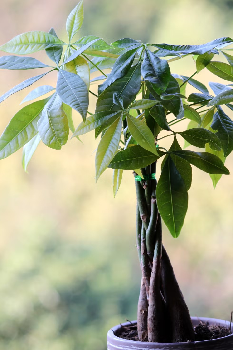cay kim ngan Pachira Money Tree Pachira aquatica