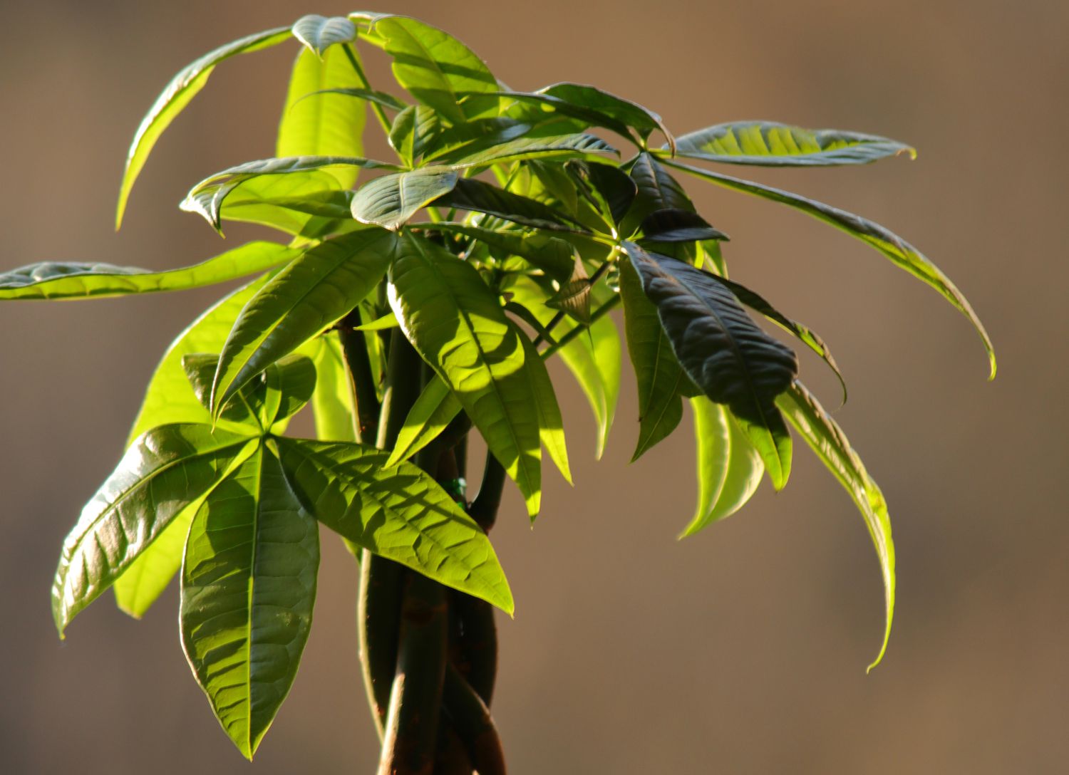 Pachira Money Tree Pachira aquatica
