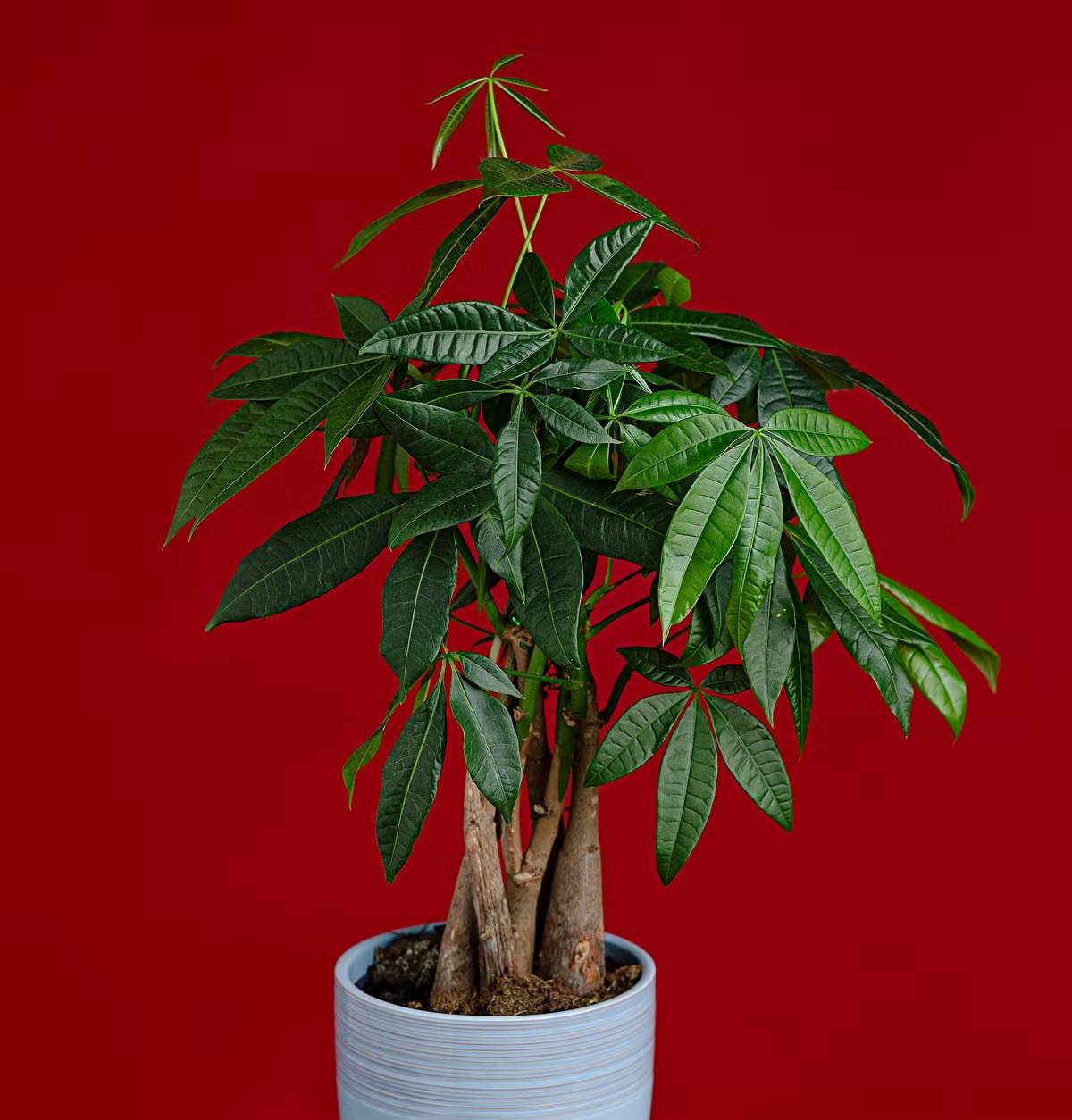 Pachira Money Tree Pachira aquatica