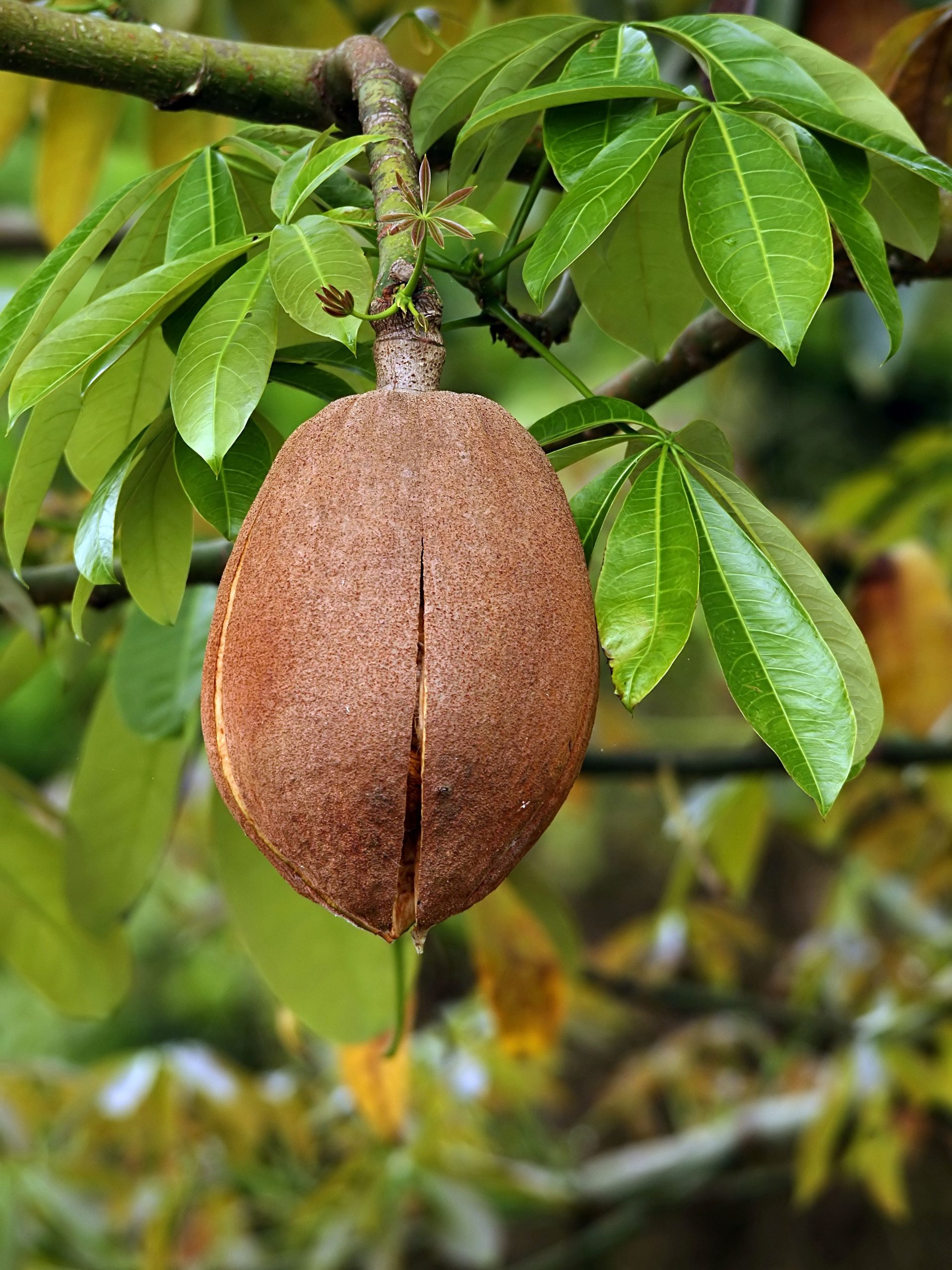 cay kim ngan Pachira Money Tree Pachira aquatica