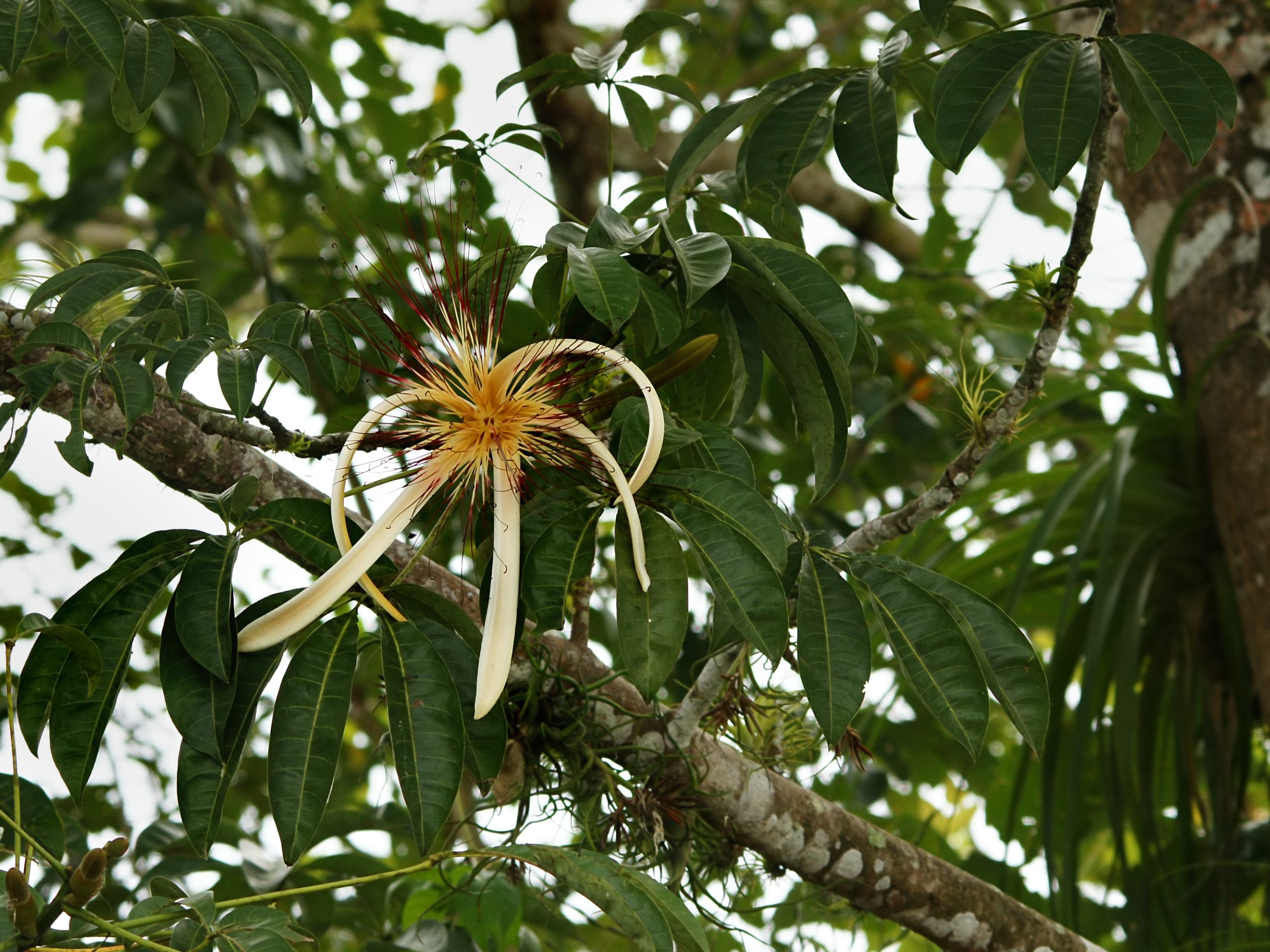 Pachira Money Tree Pachira aquatica