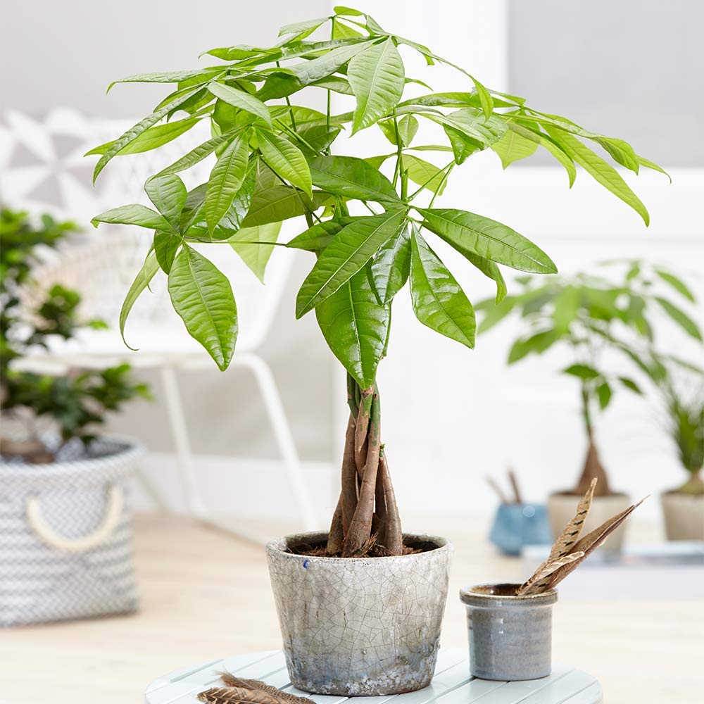 cay kim ngan Pachira Money Tree Pachira aquatica