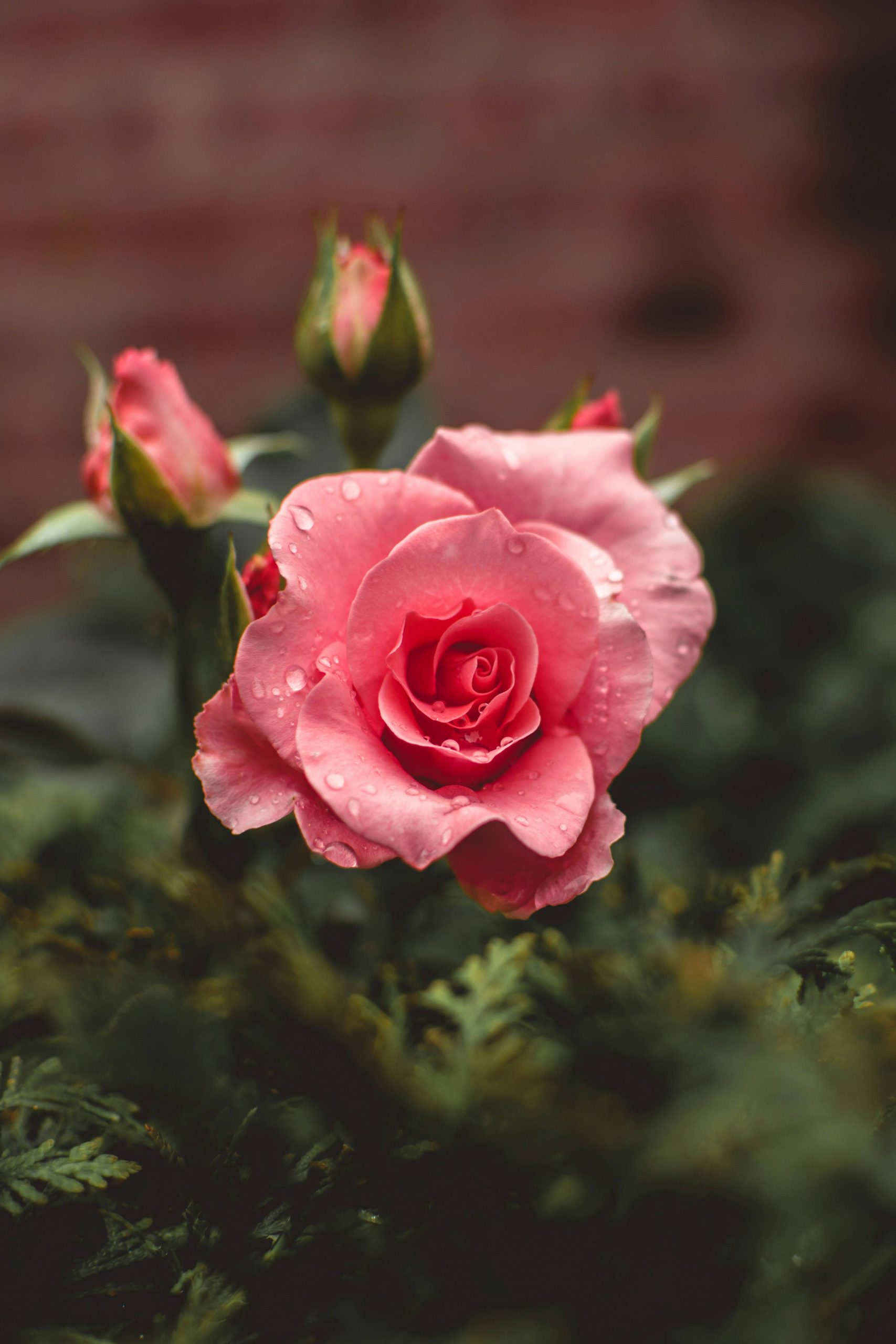 hoa hong rose chi rosa