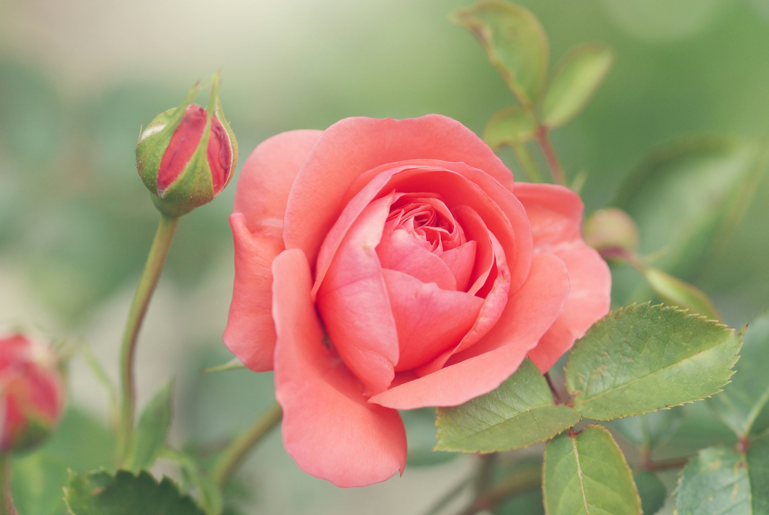rose chi rosa