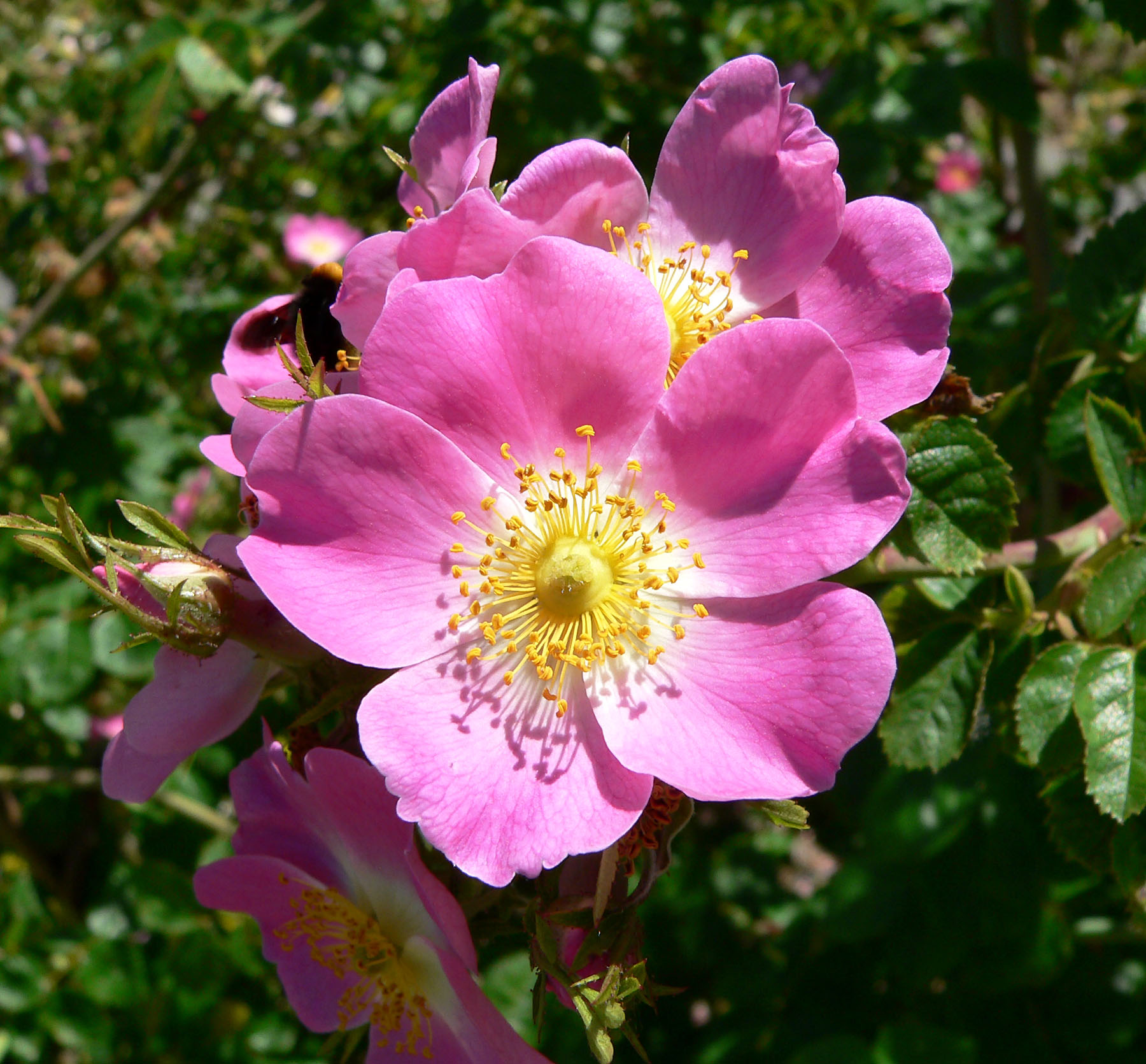 rose chi rosa