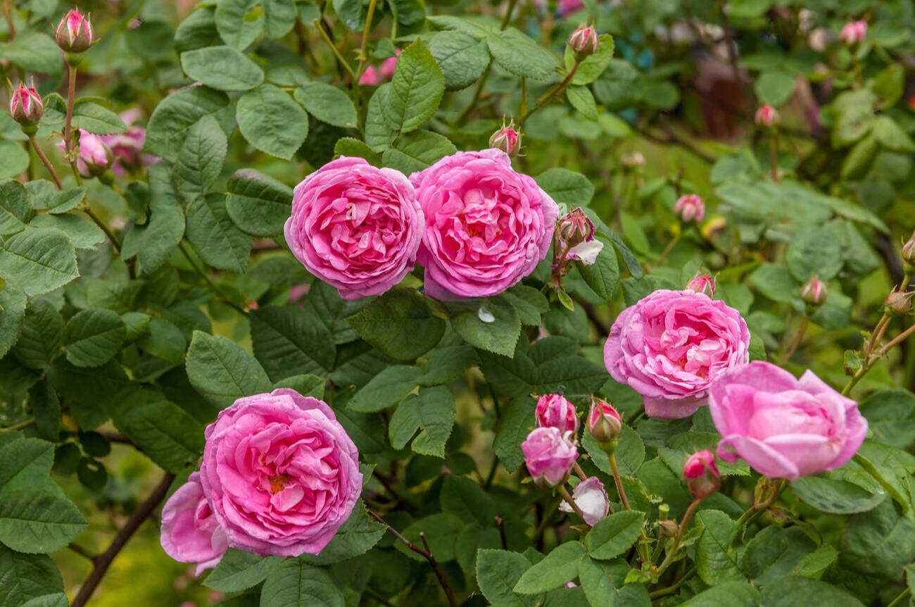 hoa hong rose chi rosa
