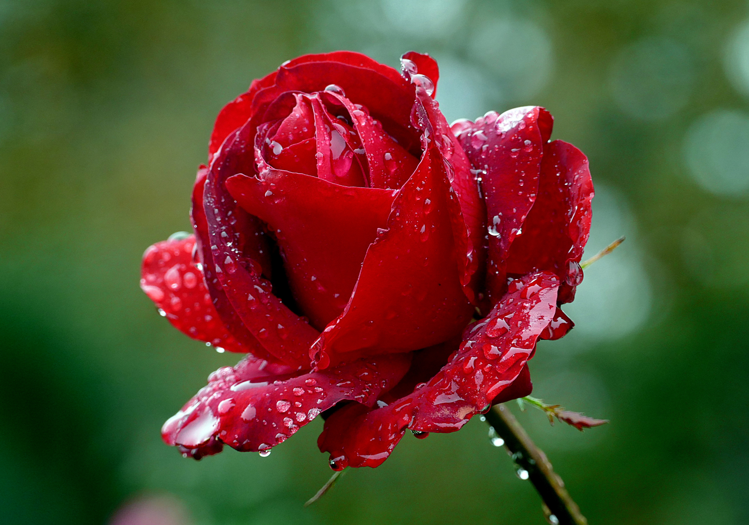 rose chi rosa