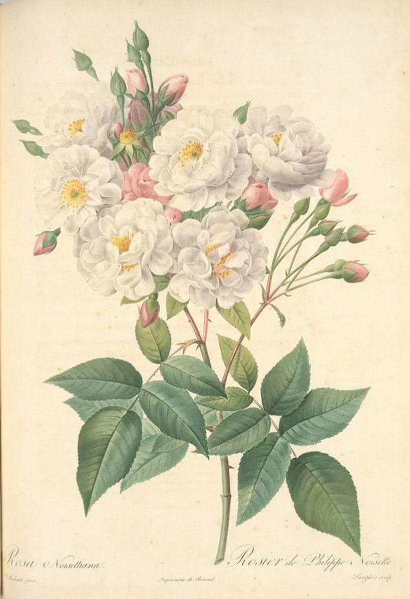 hoa hong rose chi rosa