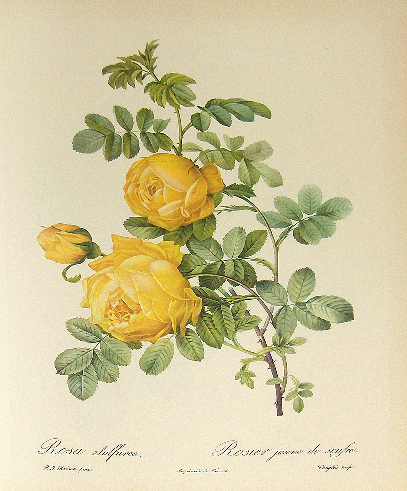 hoa hong rose chi rosa