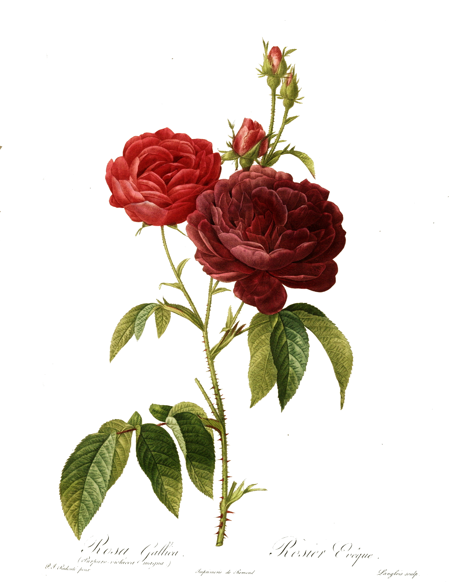rose chi rosa