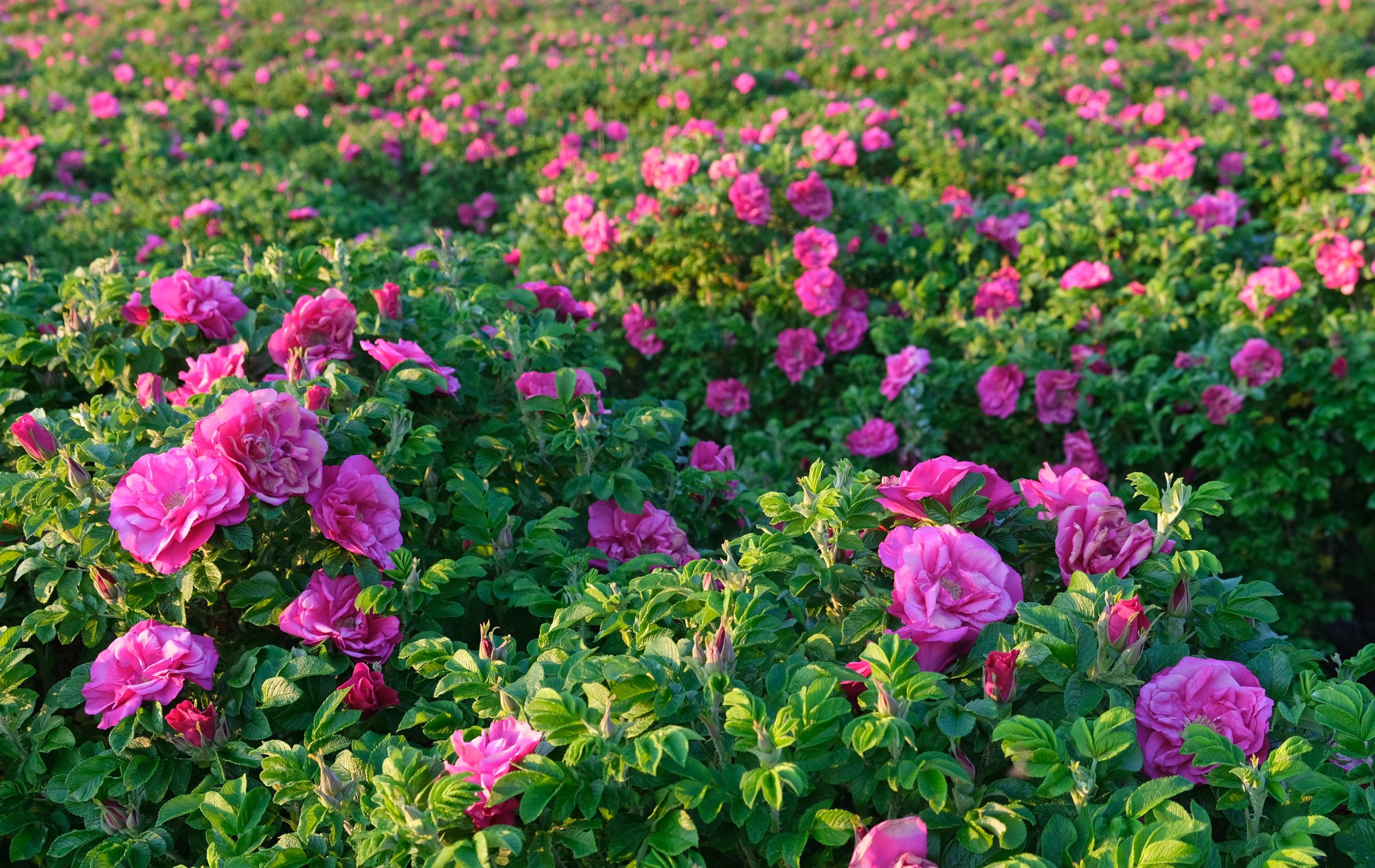 hoa hong rose chi rosa
