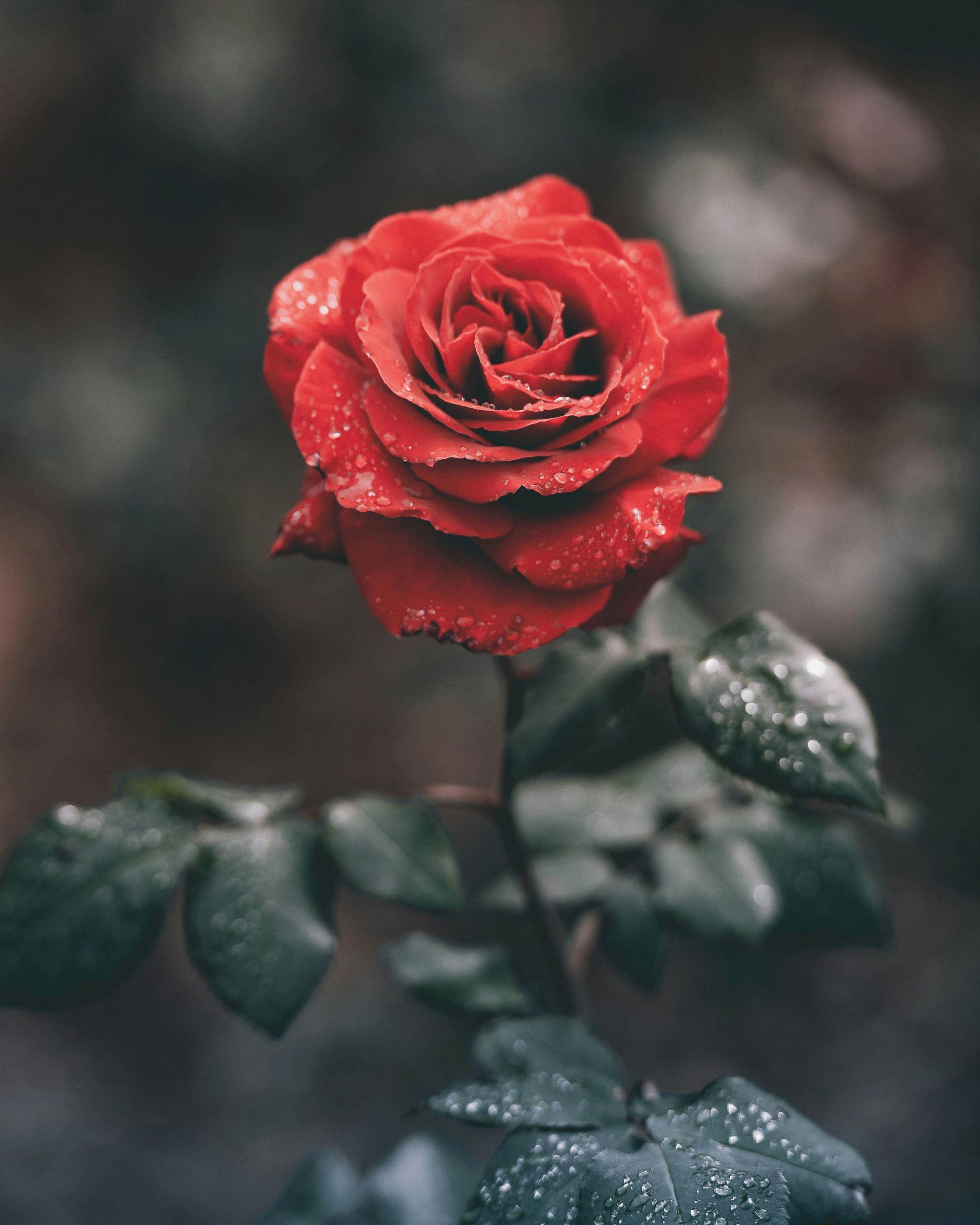 rose chi rosa