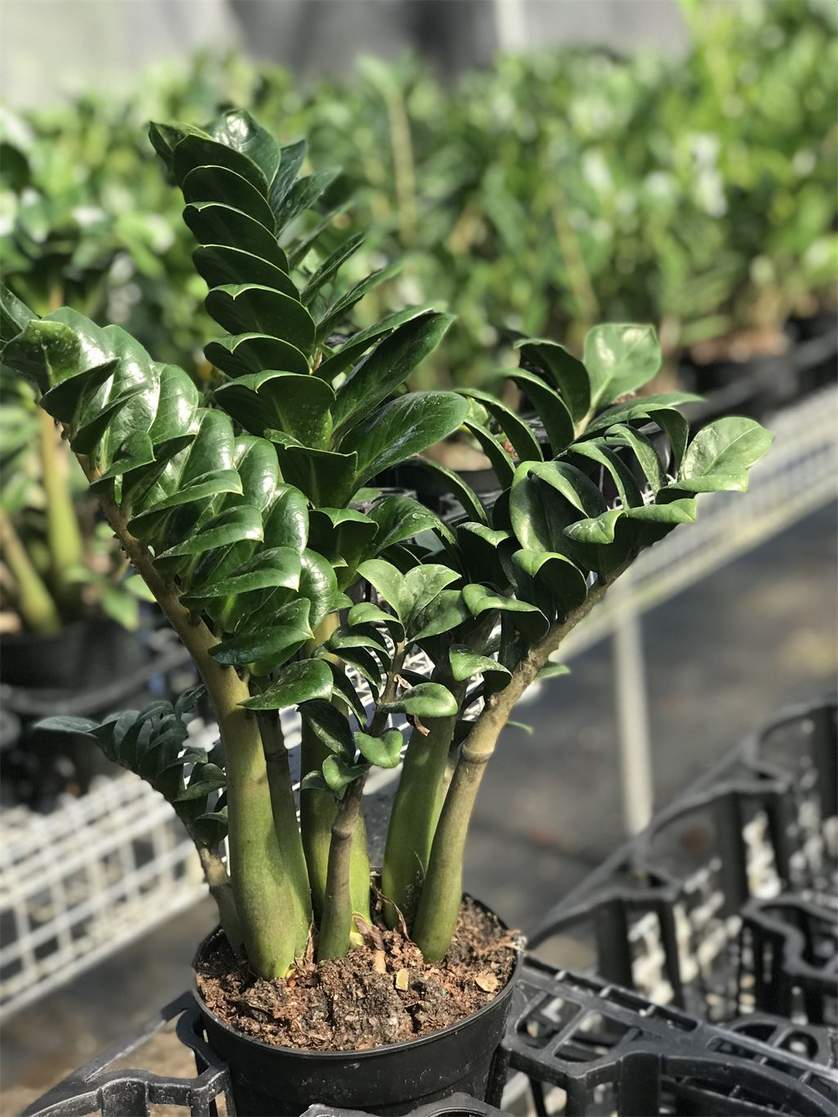 Cay kim tien ZZ plant Zamioculcas zamiifolia