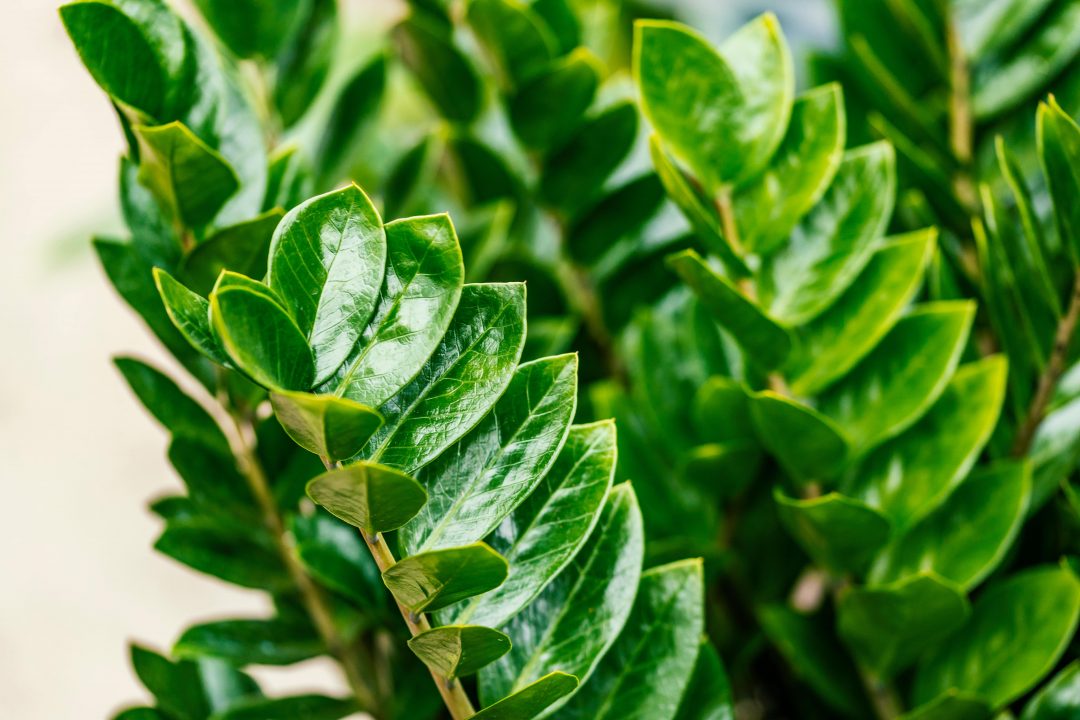 ZZ plant Zamioculcas zamiifolia