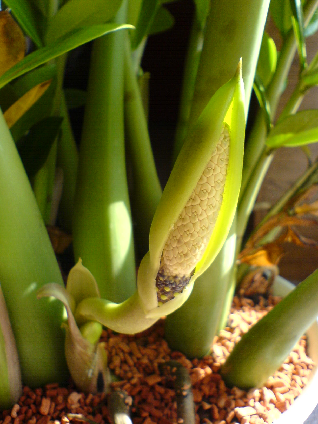 Cay kim tien ZZ plant Zamioculcas zamiifolia