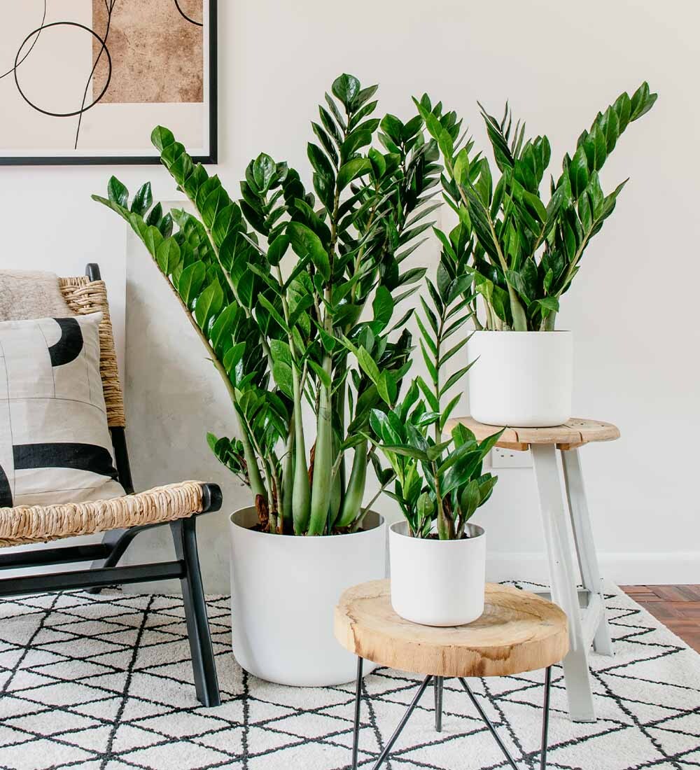 ZZ plant Zamioculcas zamiifolia