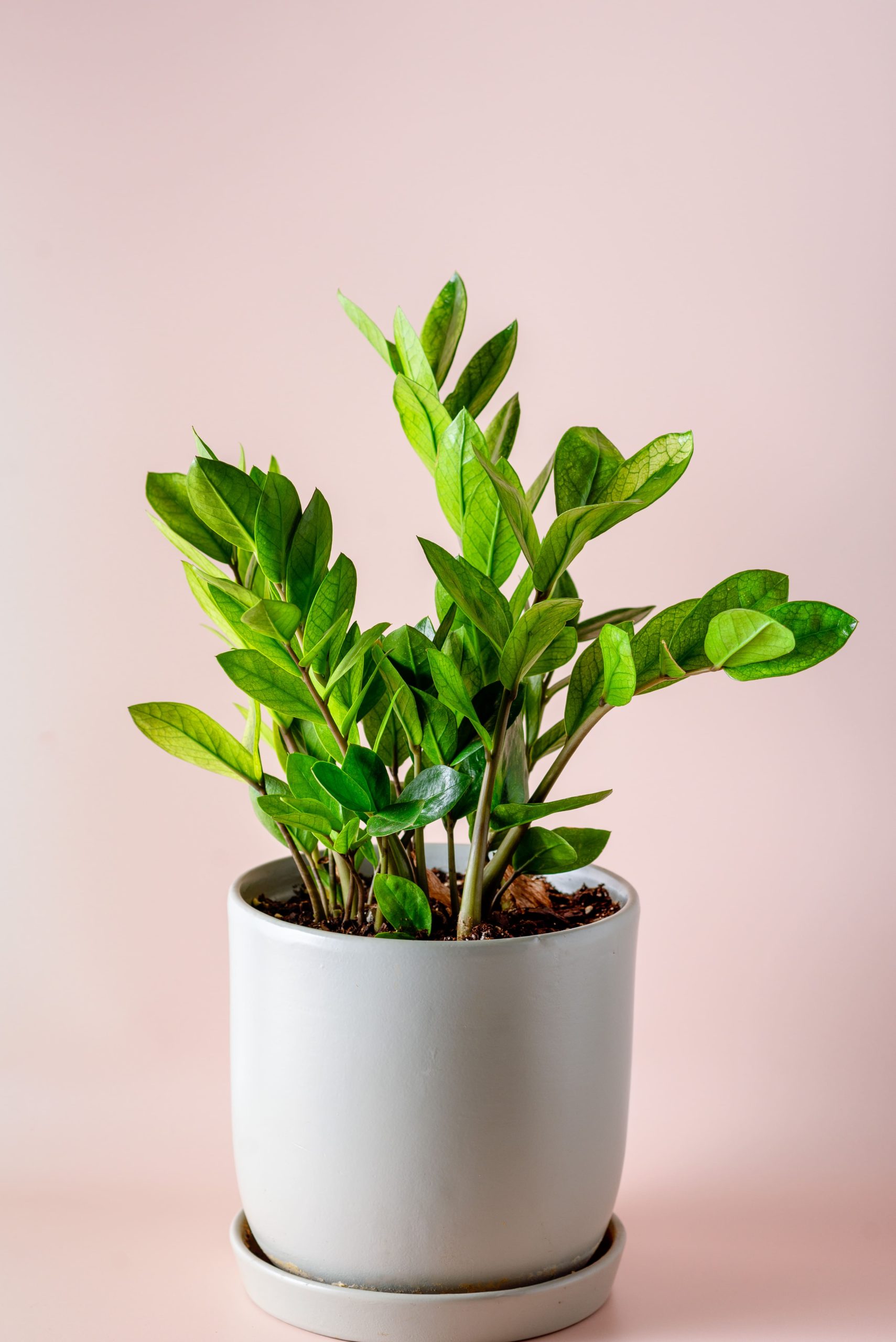 Cay kim tien ZZ plant Zamioculcas zamiifolia