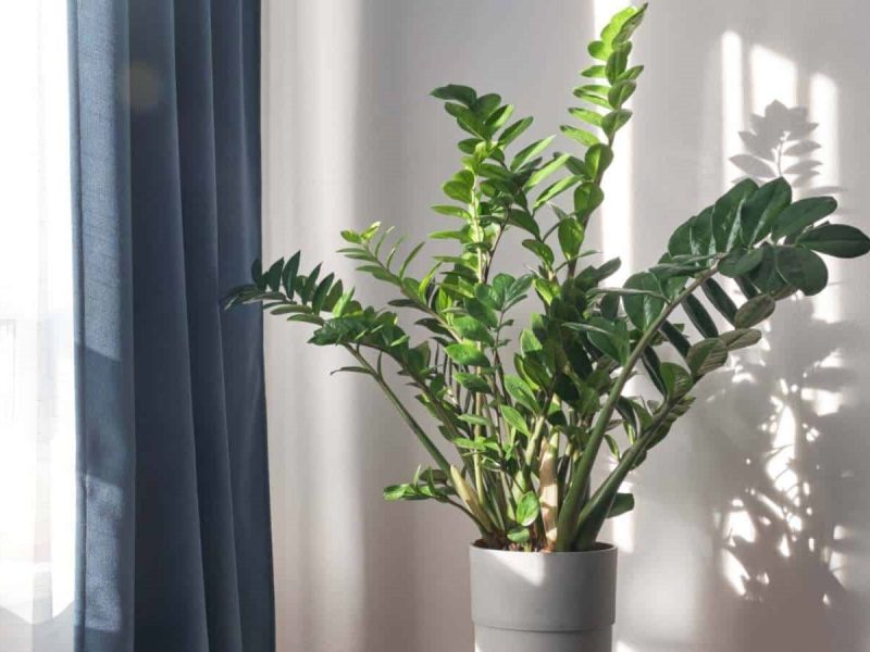 Cây kim tiền và những lợi ích về phong thủy và sức khỏe