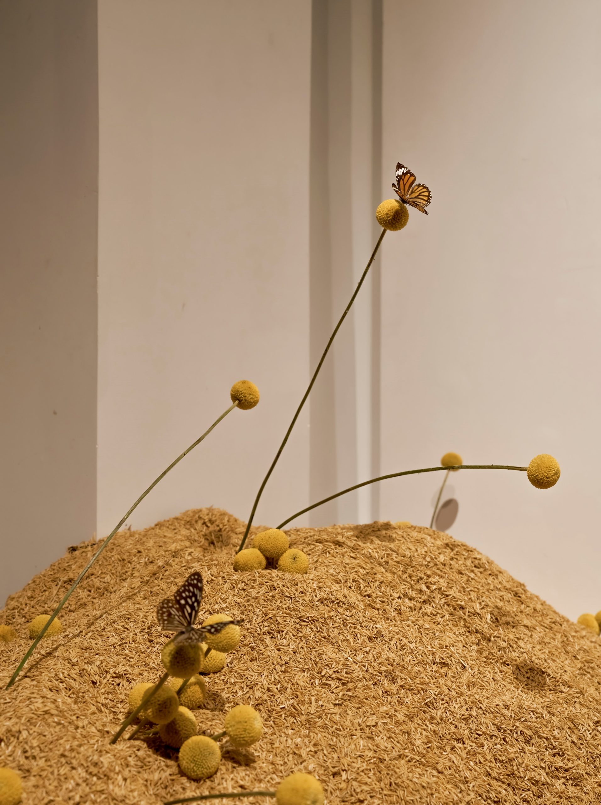 trien lam thu nga em nang vy nguyen quang san art museum 