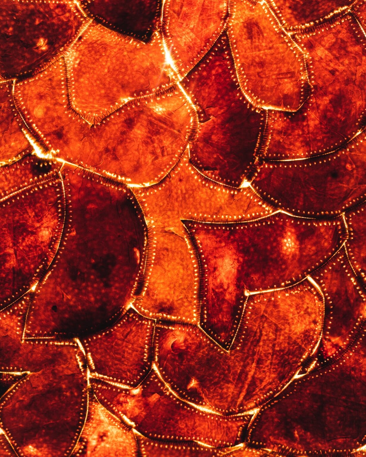 tai che vo cam recycle citrus waste Alkesh Parmar Studio Arp Citrus Sinensis Material Matters