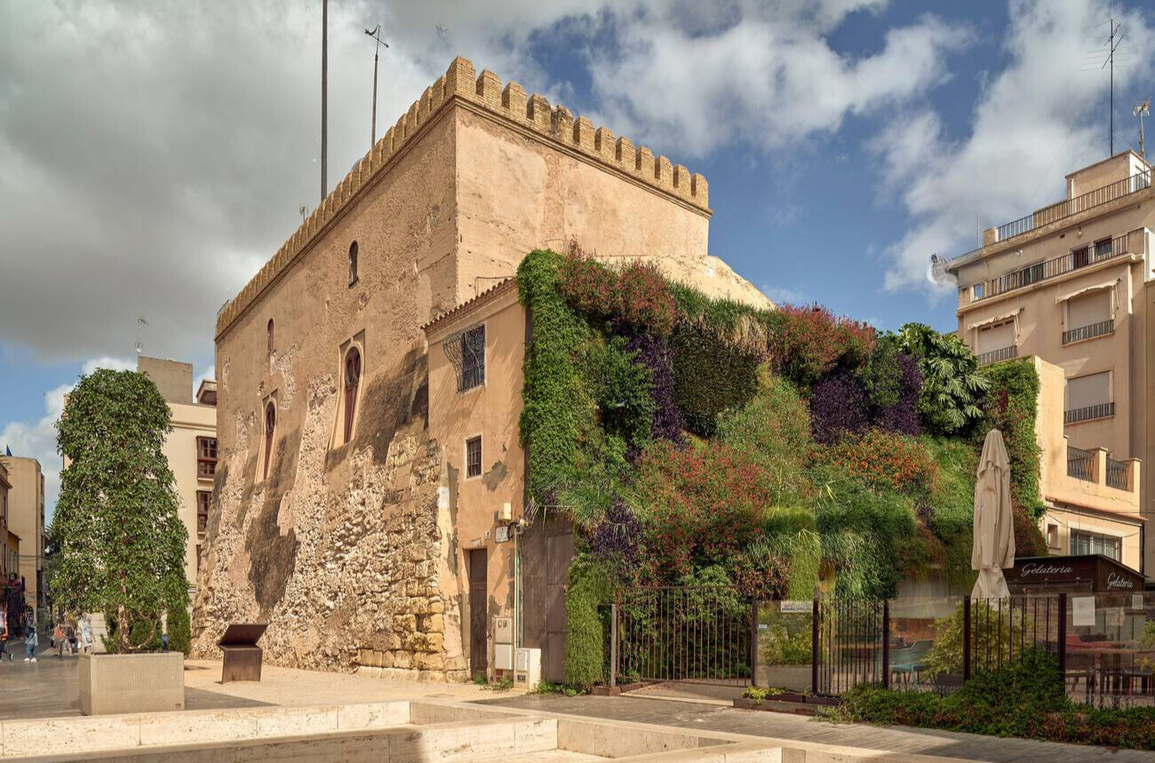 day leo climbing plants ivy helix