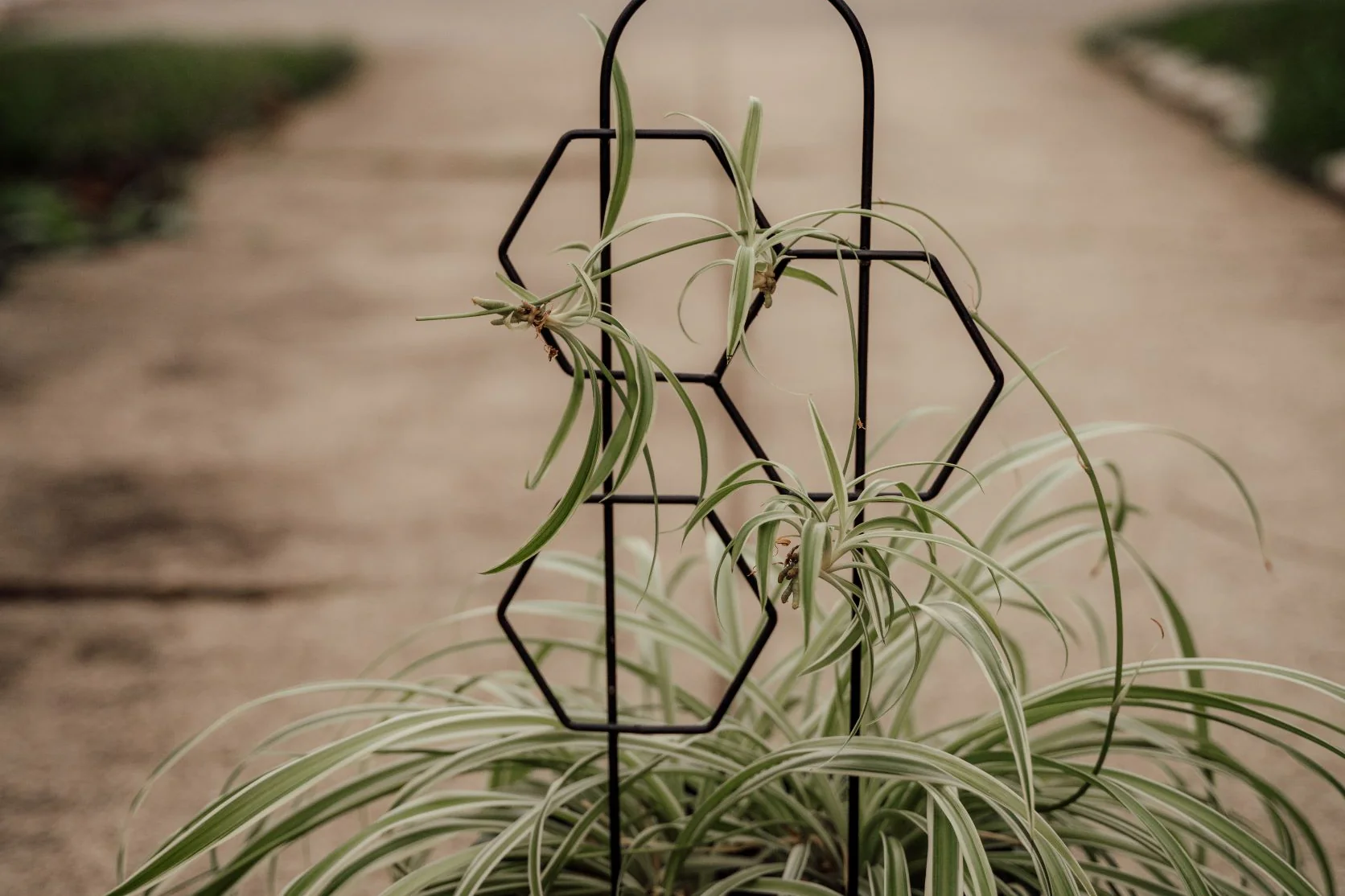 climbing plants ivy helix Spider plant