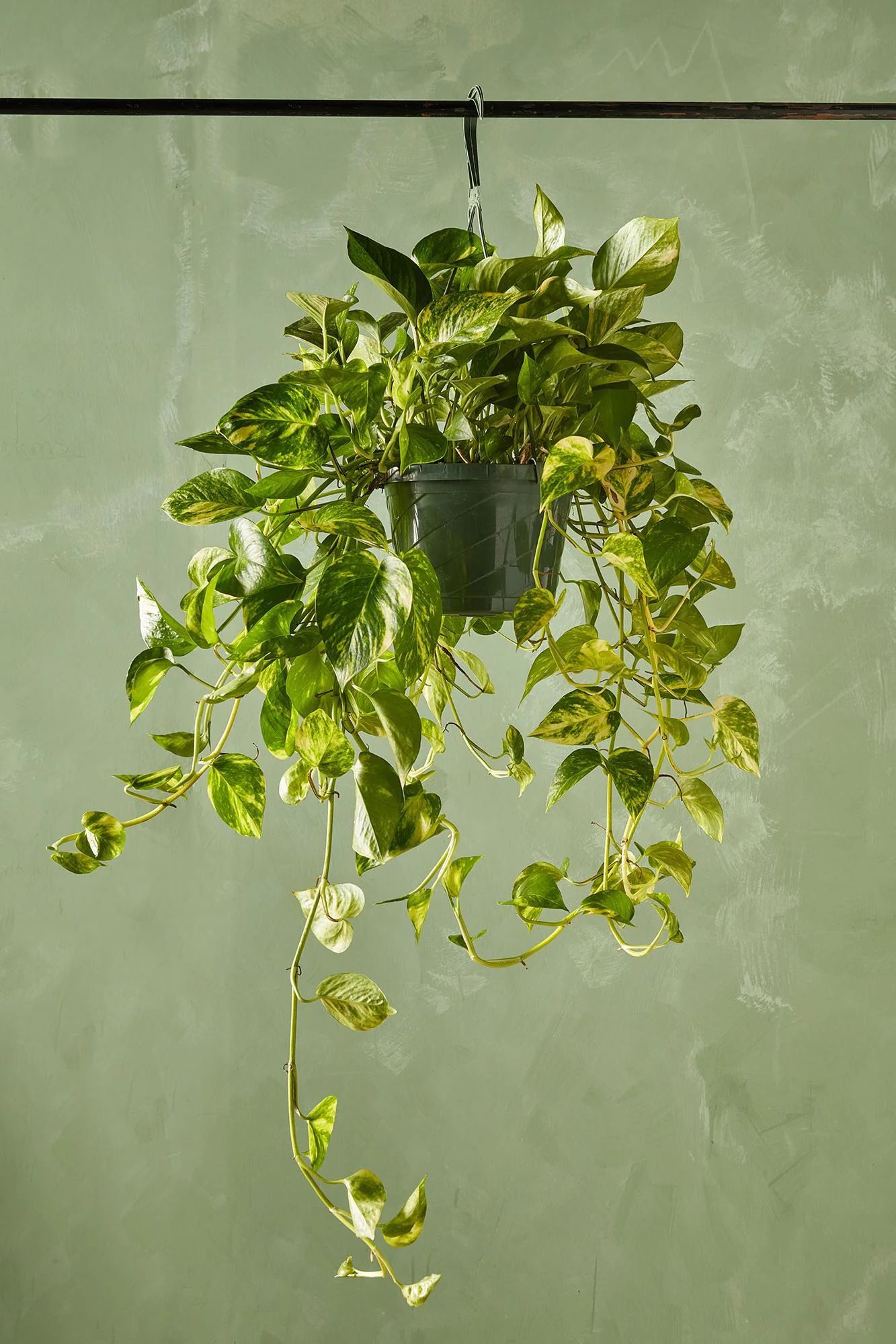day leo climbing plants ivy helix Epipremnum aureum