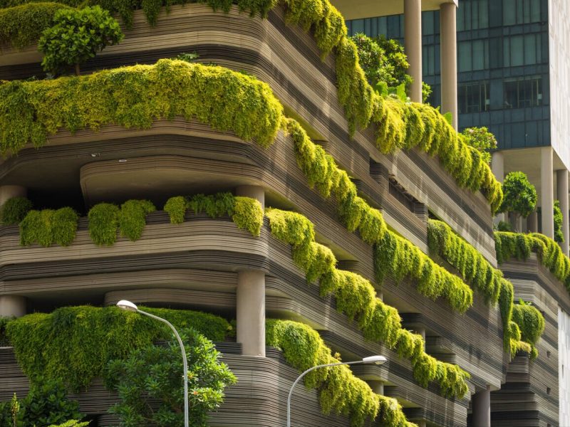 Sự tiến hóa của dây leo trong không gian kiến ​​trúc