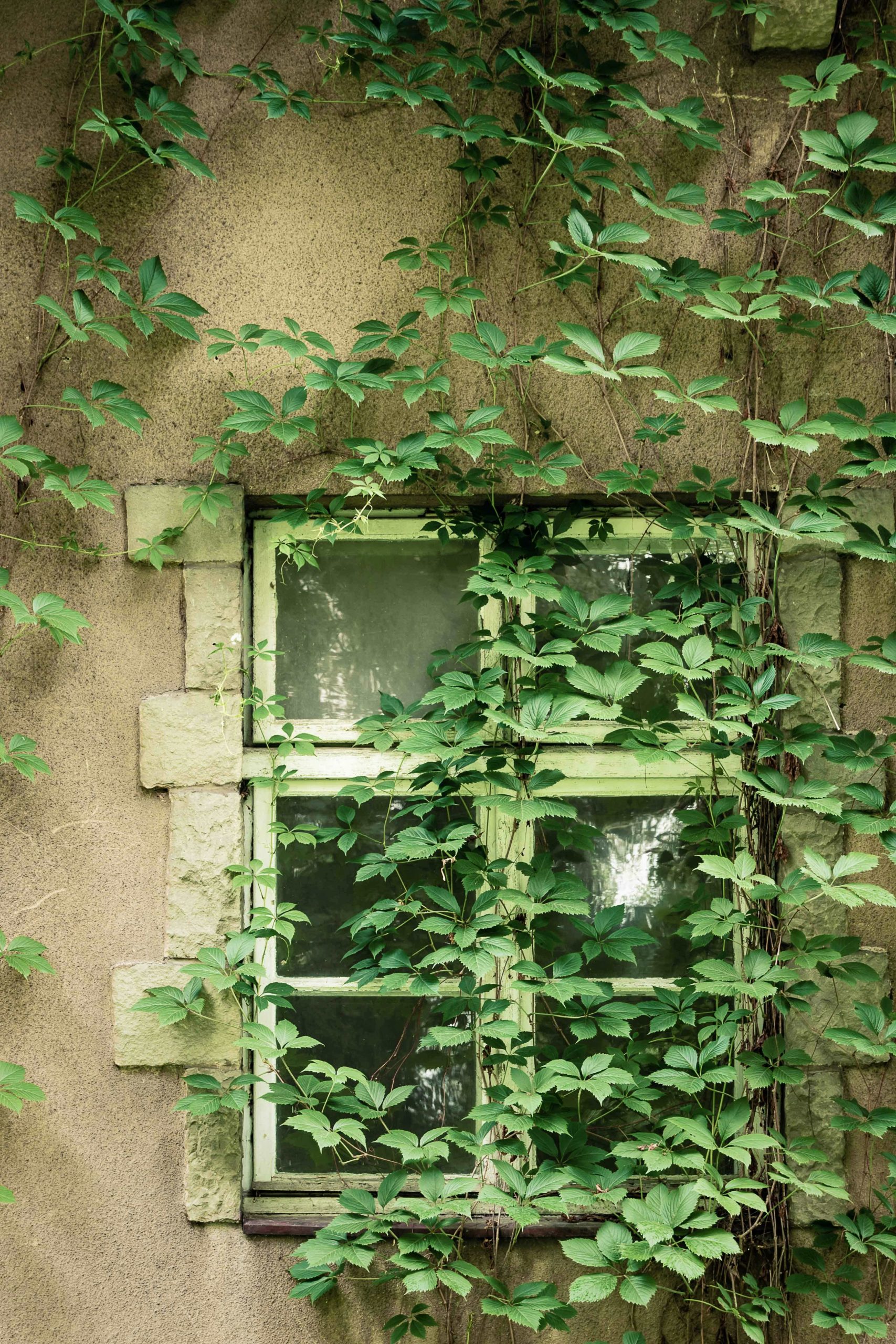 day leo climbing plants ivy helix Hedera helix