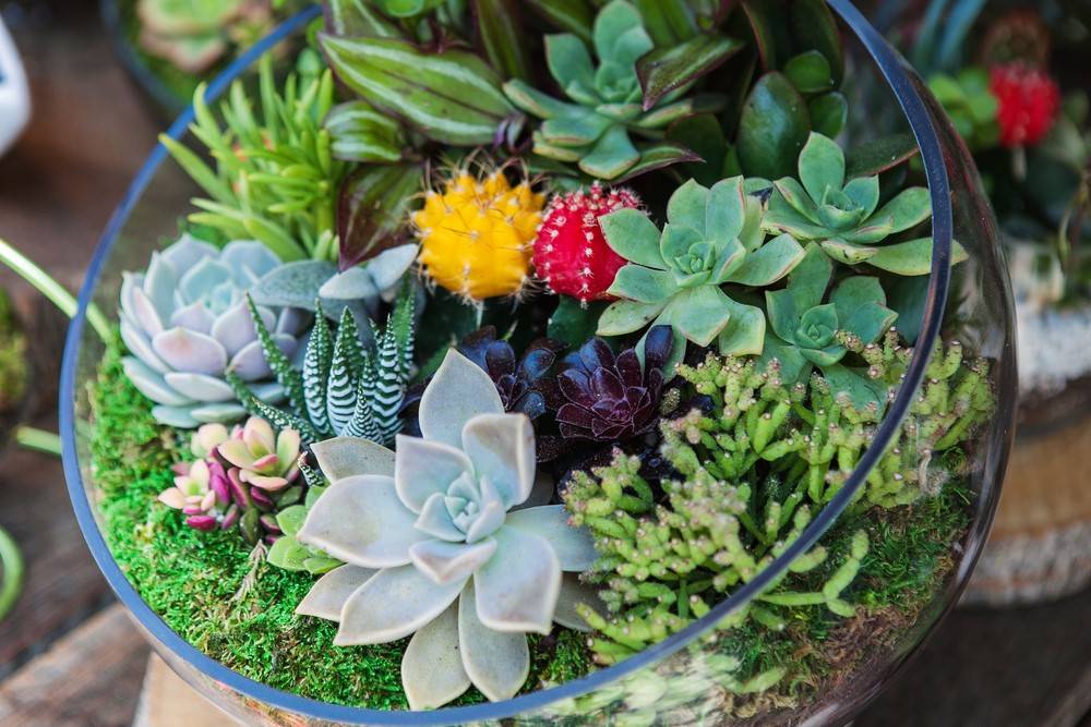 terrarium xuong rong lam vuon cay xanh
