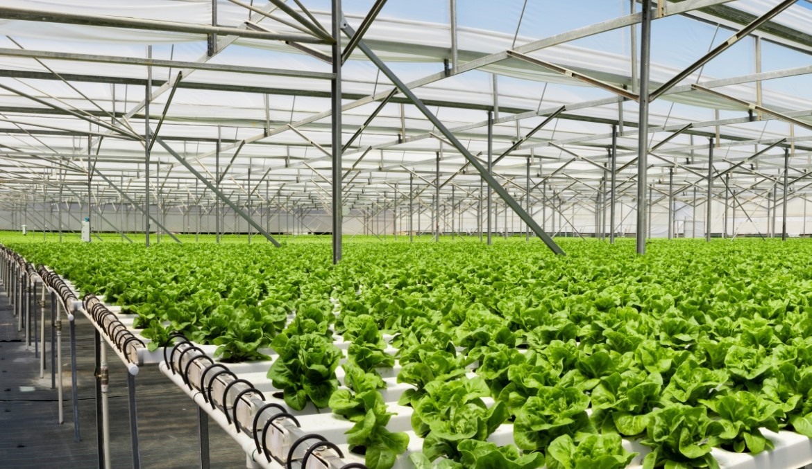 trong rau thuy canh phuong phap Hydroponics