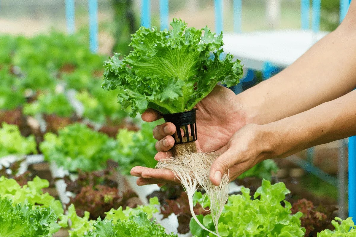 trong rau phuong phap Hydroponics