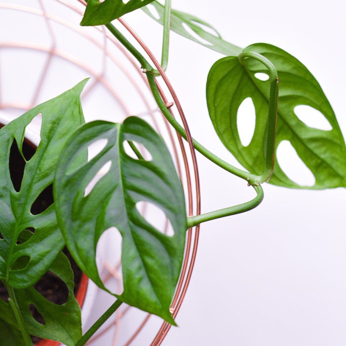 cay canh la thung Monstera Deliciosa Swiss Cheese