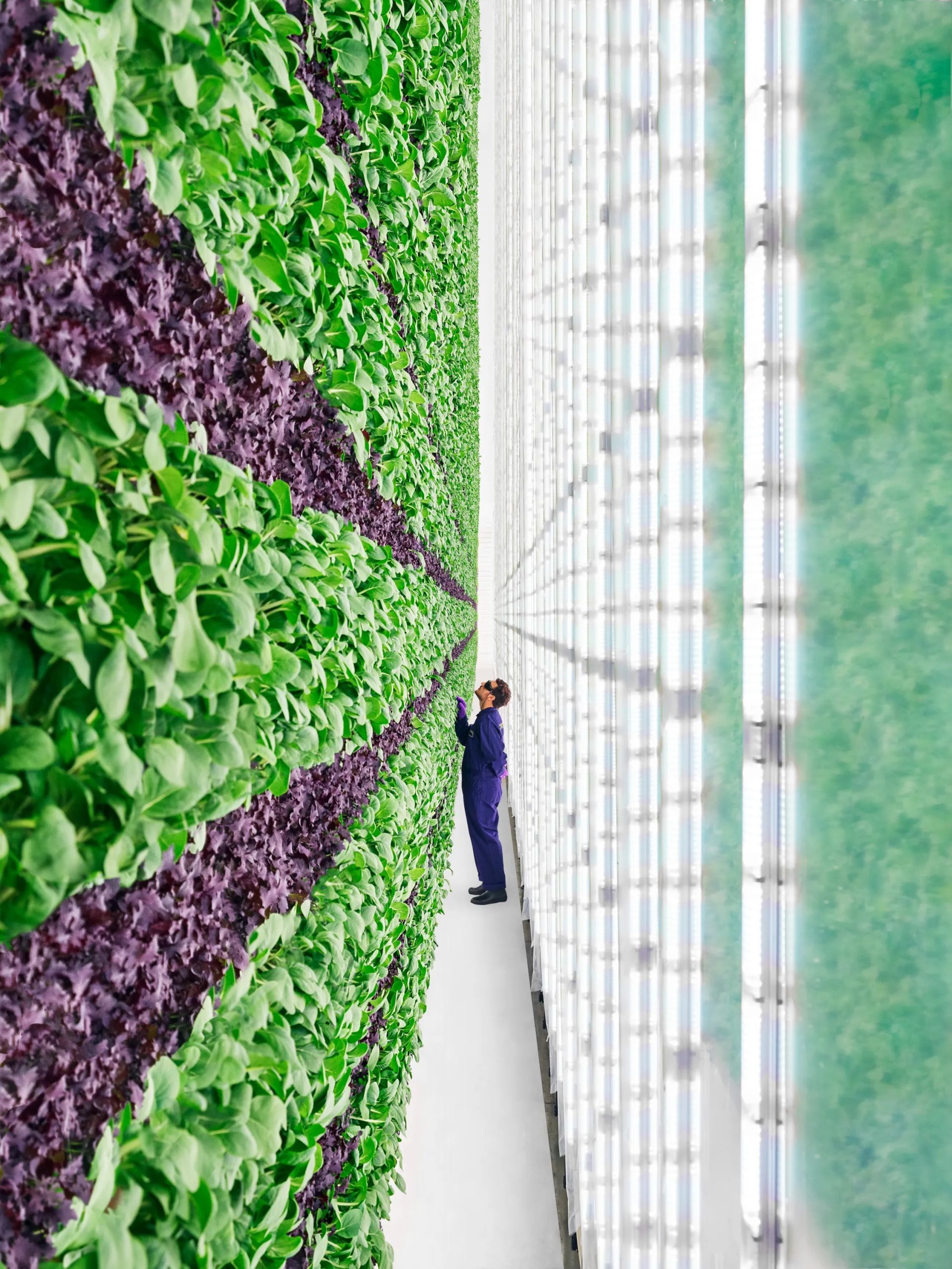 trong rau phuong phap Hydroponics
