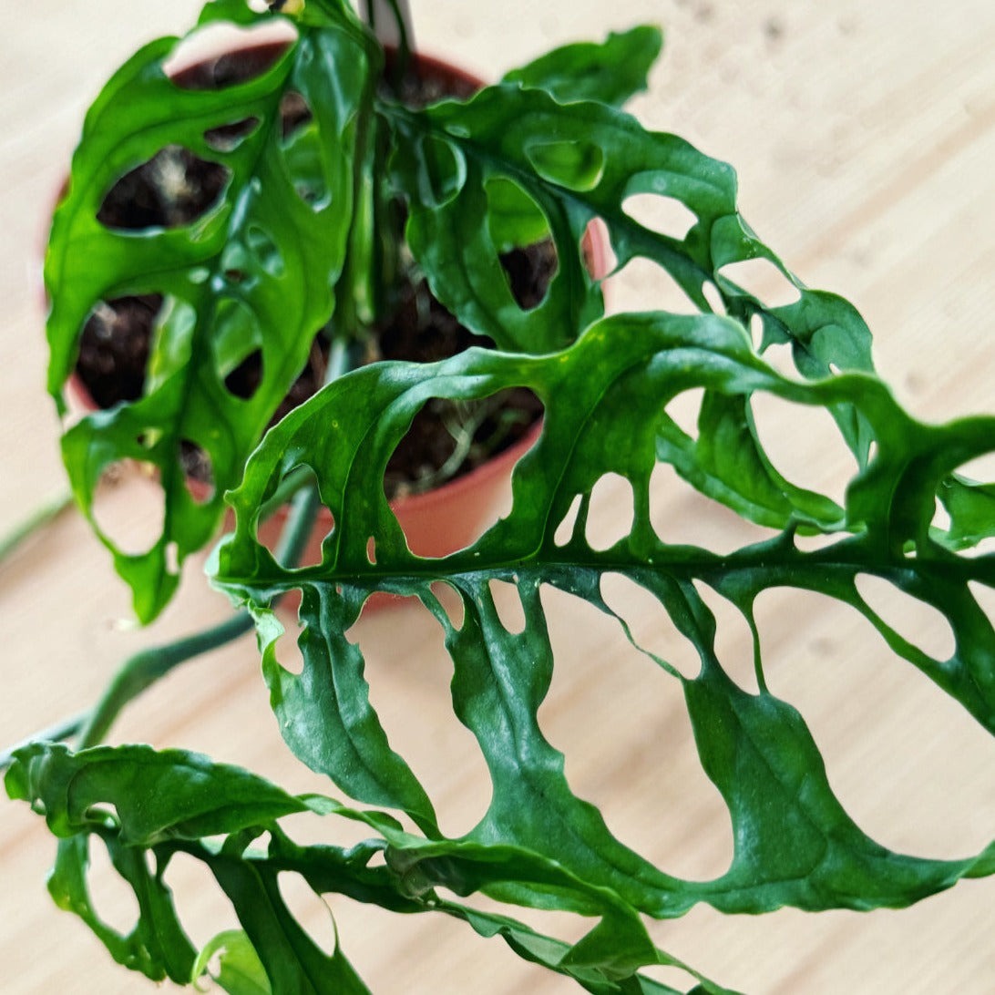 la thung Monstera Obliqua ‘Peru’