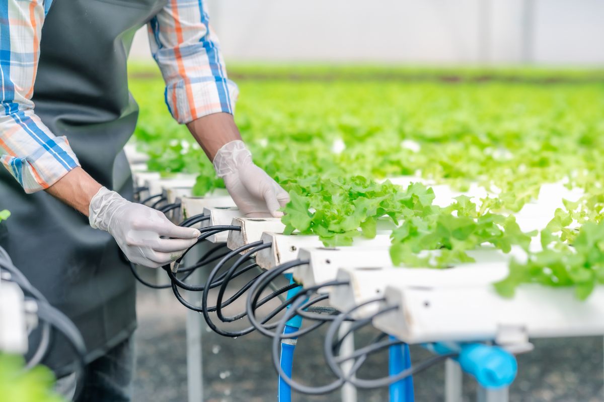 trong rau thuy canh phuong phap Hydroponics