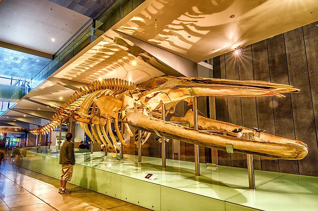 Melbourne Museum Melbourne australia