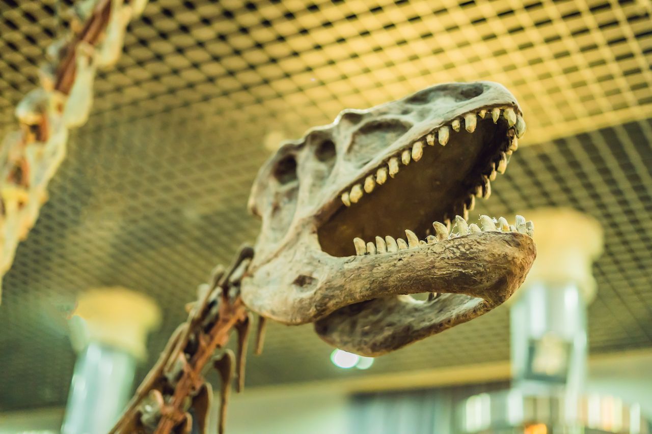 bao tang sinh hoc Beijing Museum of Natural History beijing china