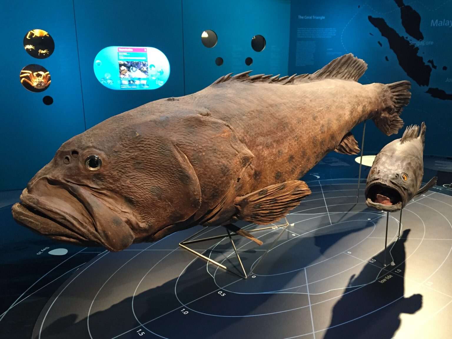 bao tang sinh hoc Lee Kong Chian Natural History Museum Singapore
