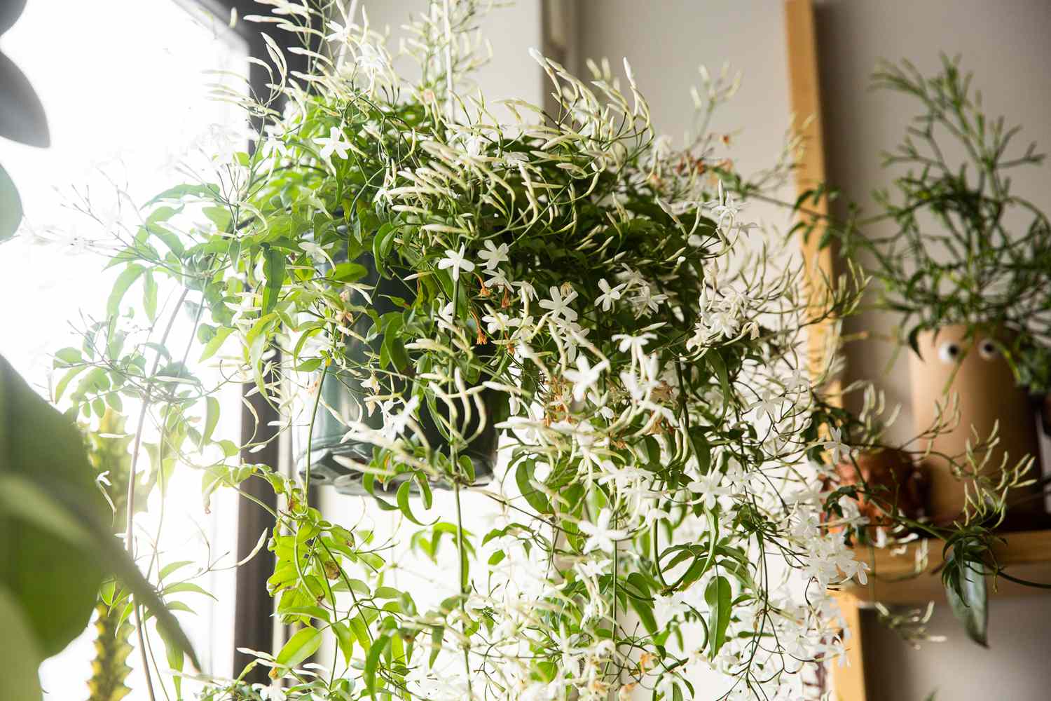 cay trong trong nha jasmine