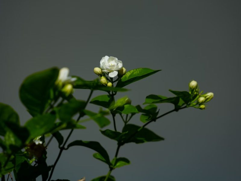 Hoa nhài: Nữ hoàng bóng đêm của thế giới thực vật