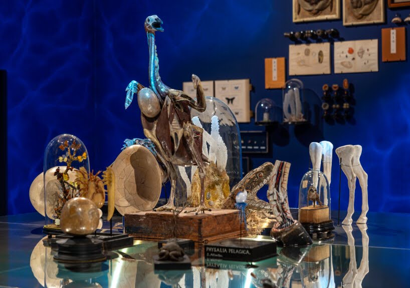 Cabinet of Wonders Wunderkammer Palazzo Grimani Venice