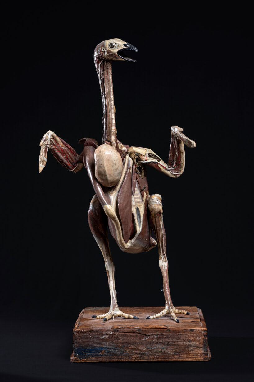 trien lam Cabinet of Wonders Wunderkammer Palazzo Grimani Venice