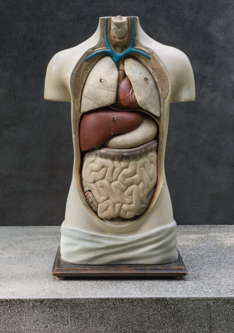 Cabinet of Wonders Wunderkammer Palazzo Grimani Venice