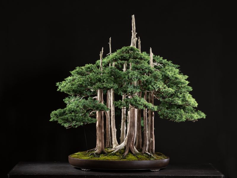 Bonsai: Nghệ thuật của sự kiên nhẫn và khéo léo