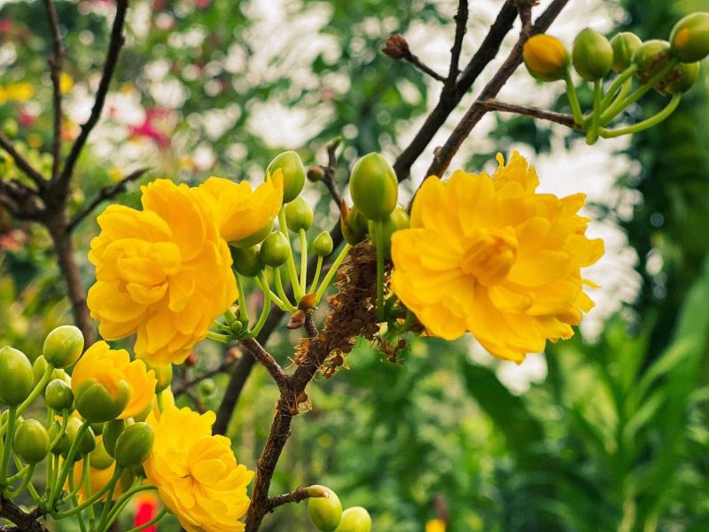 Hoa mai trong hội họa và thơ ca: Cảm hứng bất tận qua các thời đại