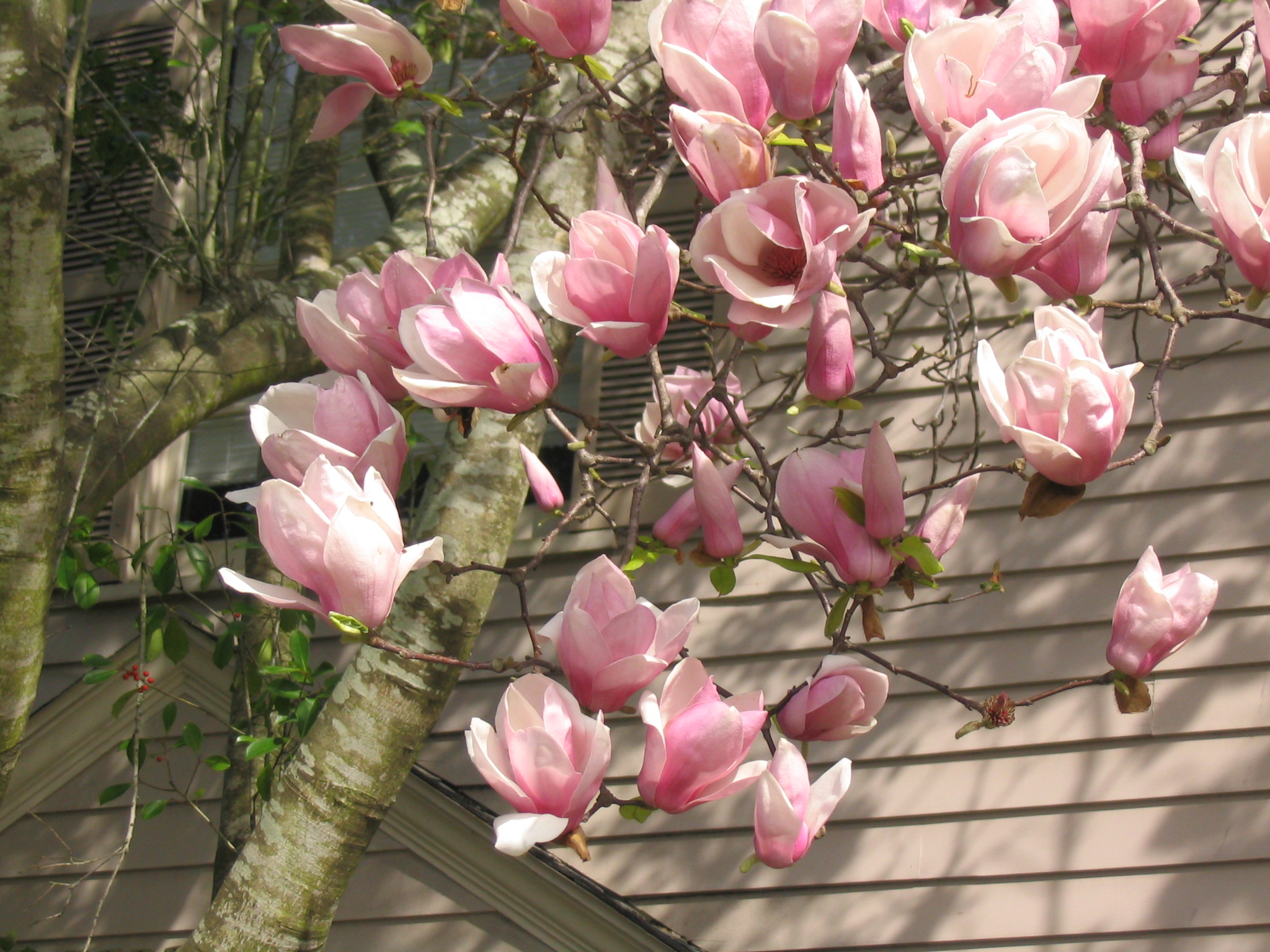 mulan flower