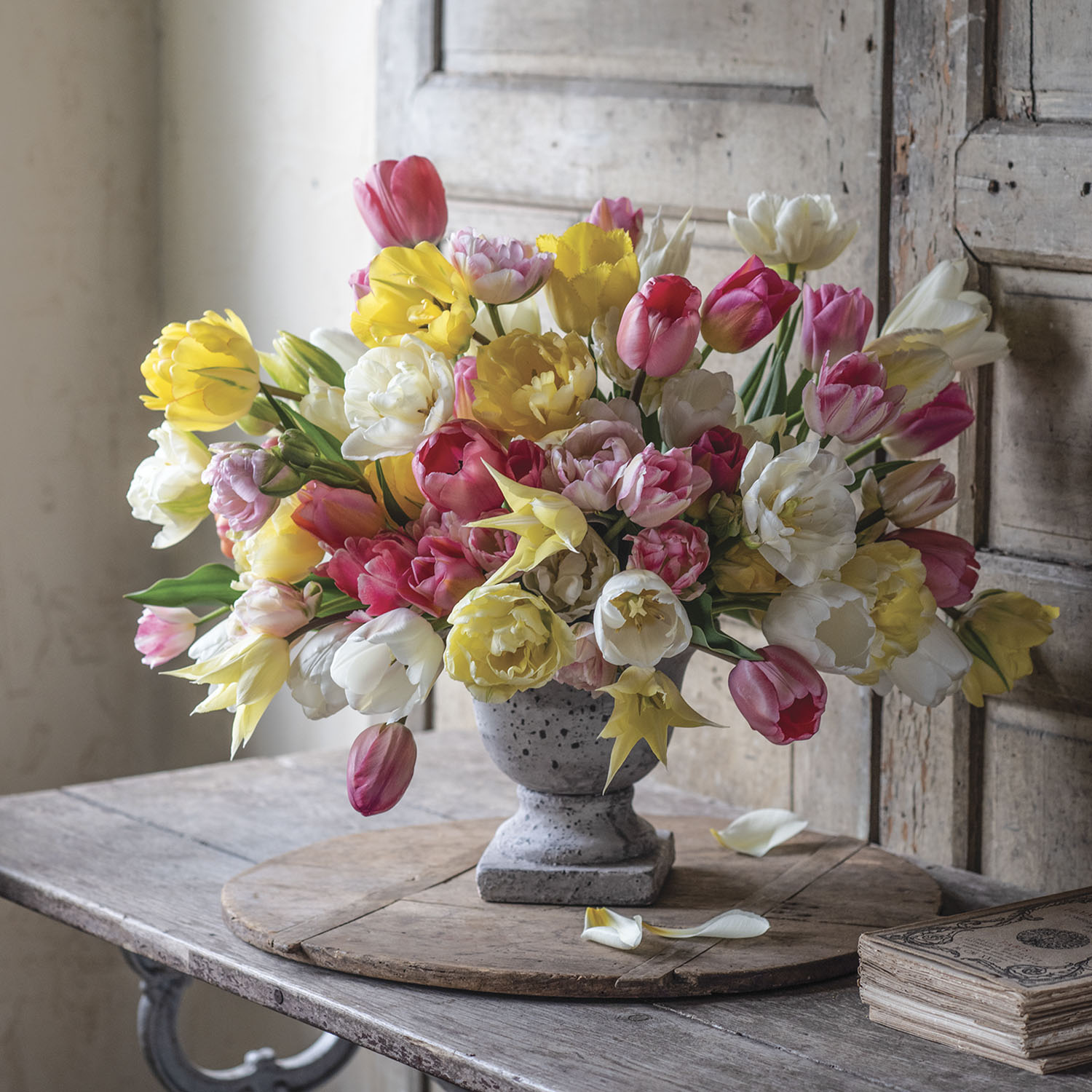 cam hoa nghe thuat tulip