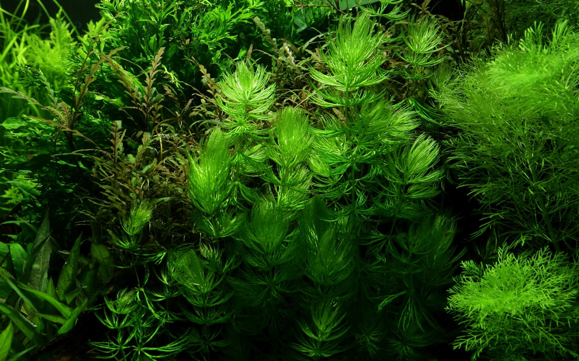 cay thuy sinh aquarium plant rong duoi chon Ceratophyllum demersum